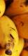 Bananas